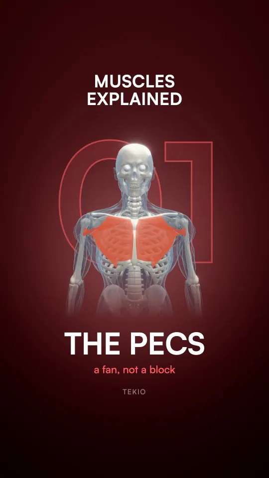 Lesson cover : The chest