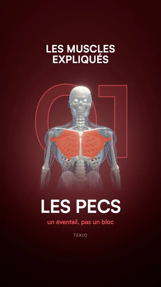 Couverture de la leçon : Les pecs