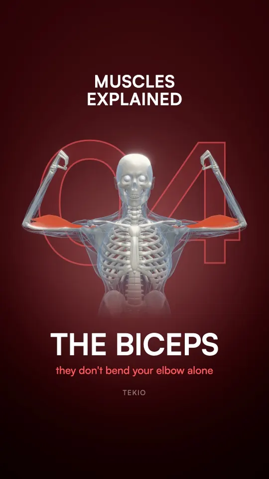 Lesson cover : The biceps