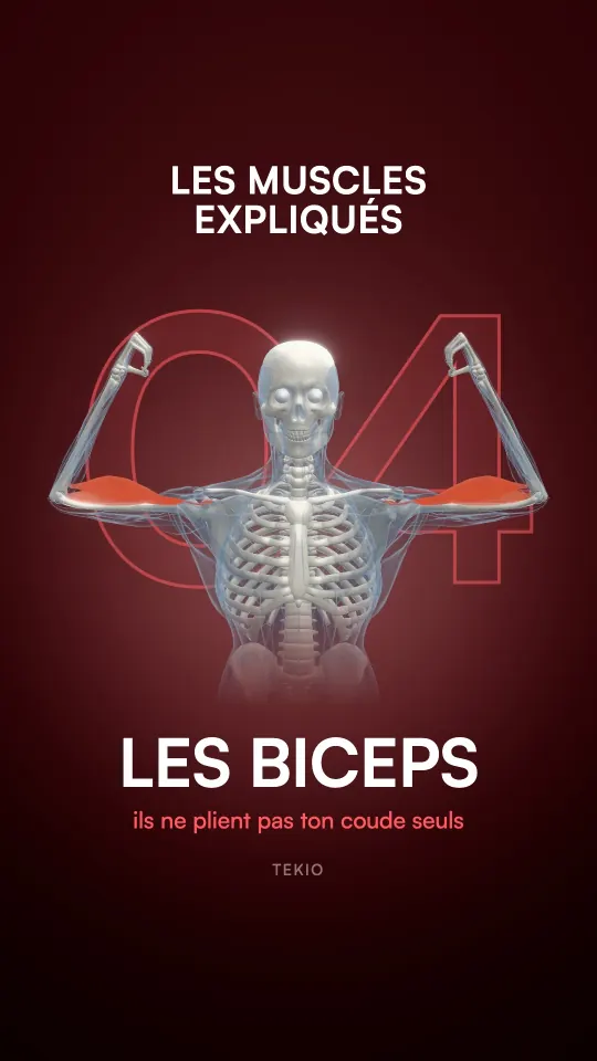 Couverture de la leçon : Les biceps