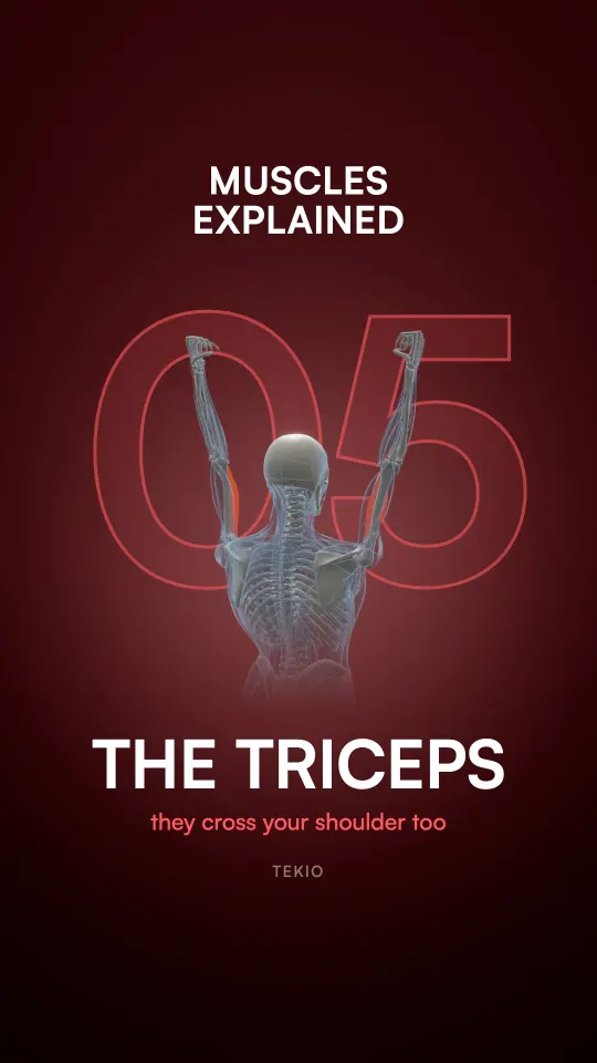 Lesson cover : The triceps