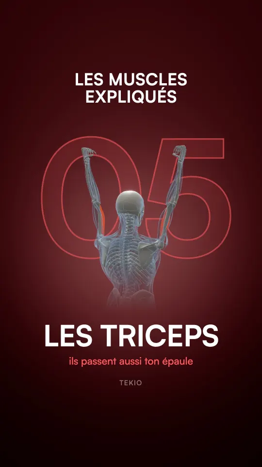 Couverture de la leçon : Les triceps