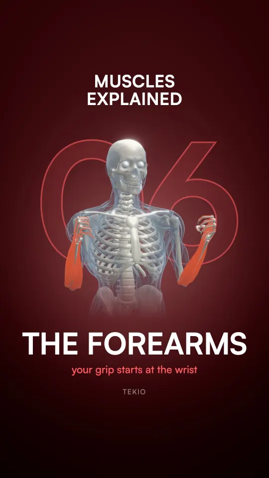 Lesson cover : The forearms