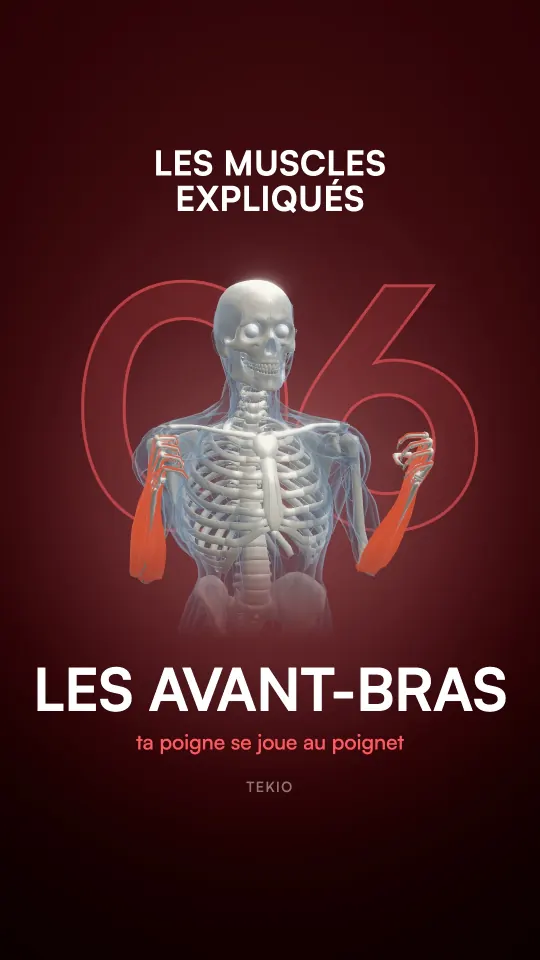 Couverture de la leçon : Les avant-bras