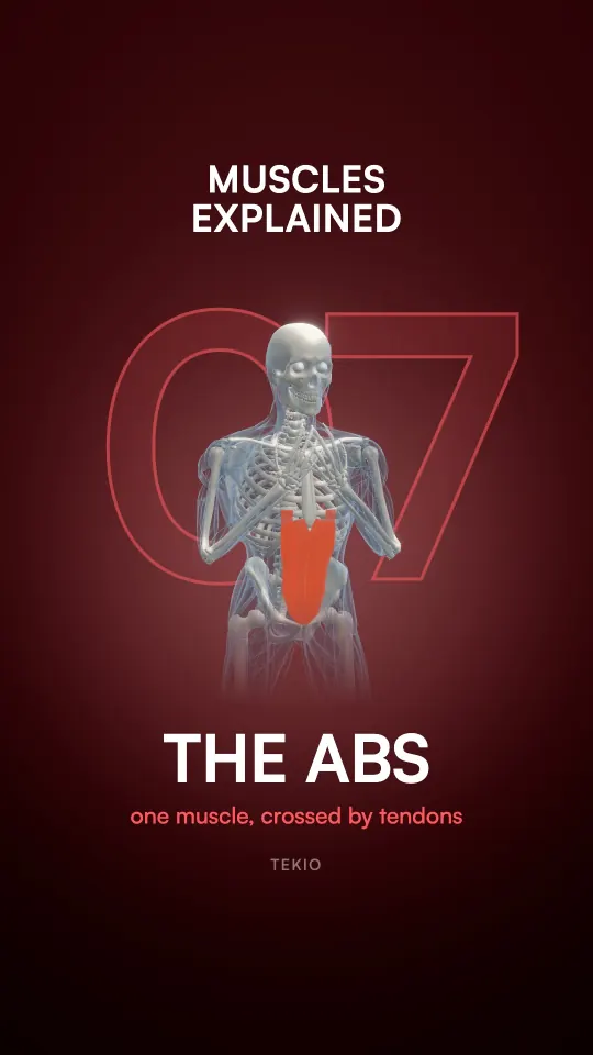 Lesson cover : The abs