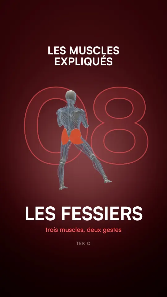 Couverture de la leçon : Les fessiers