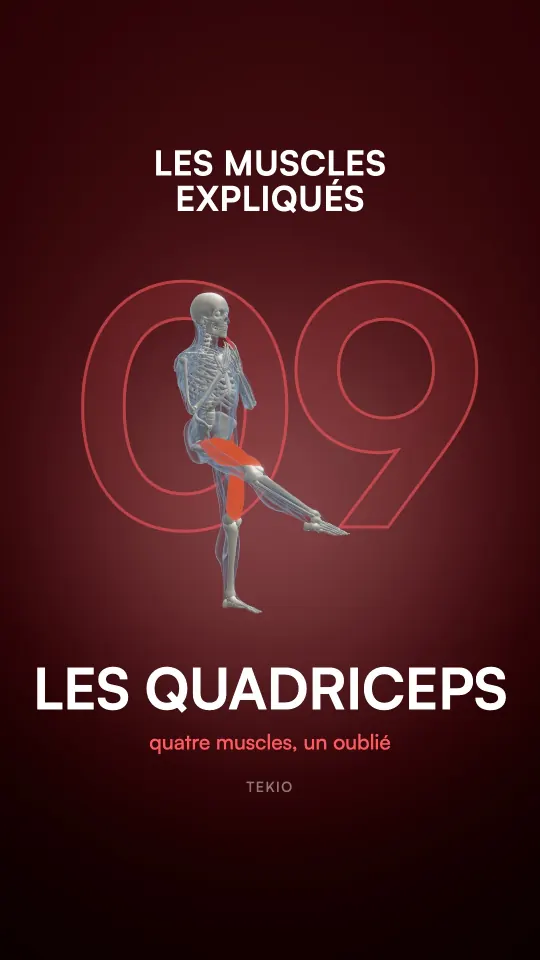 Couverture de la leçon : Les quadriceps