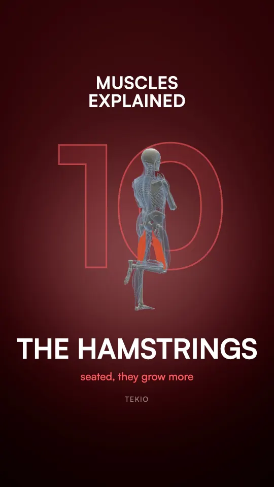 Lesson cover : The hamstrings