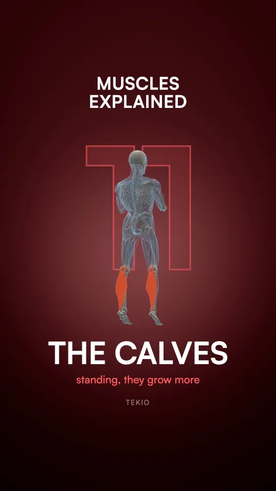 Lesson cover : The calves