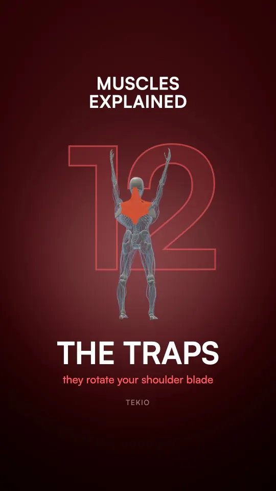 Lesson cover : The traps