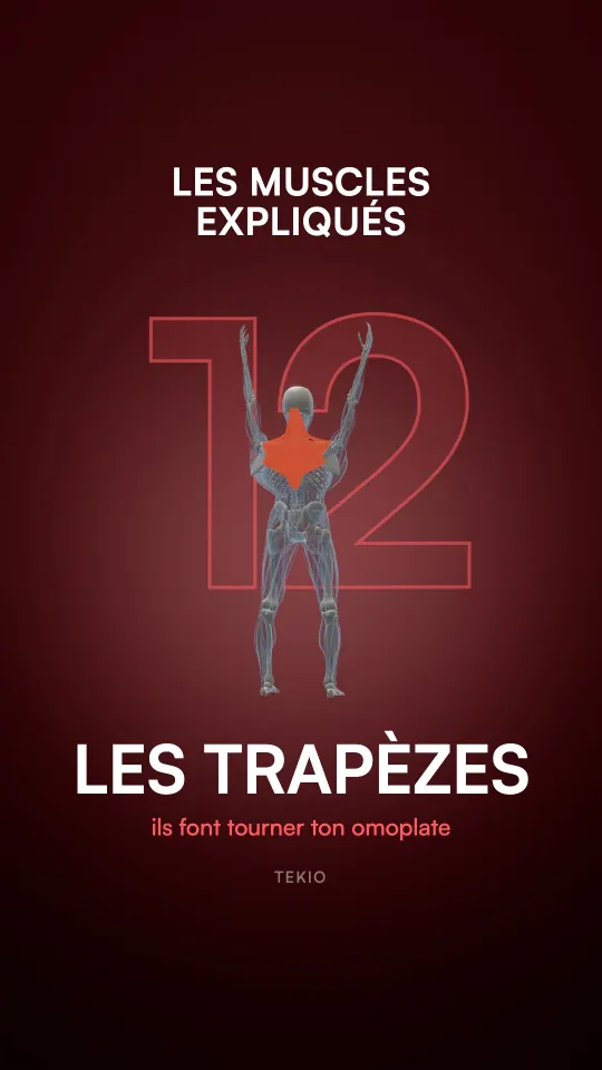 Couverture de la leçon : Les trapèzes