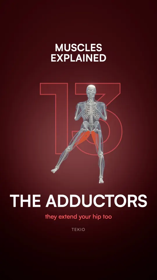 Lesson cover : The adductors
