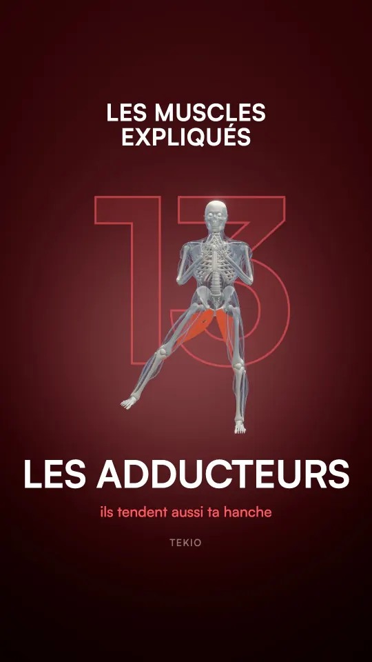 Couverture de la leçon : Les adducteurs
