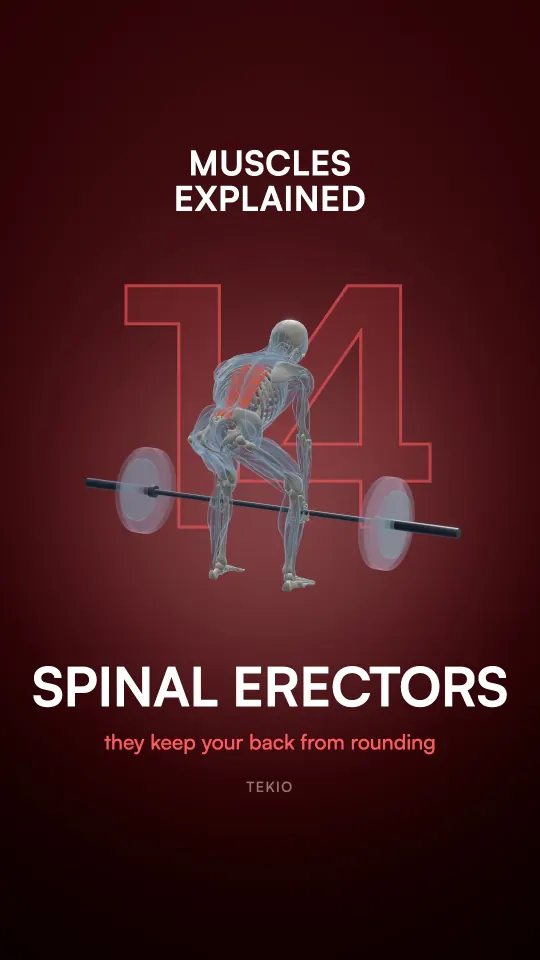 Lesson cover : The spinal erectors