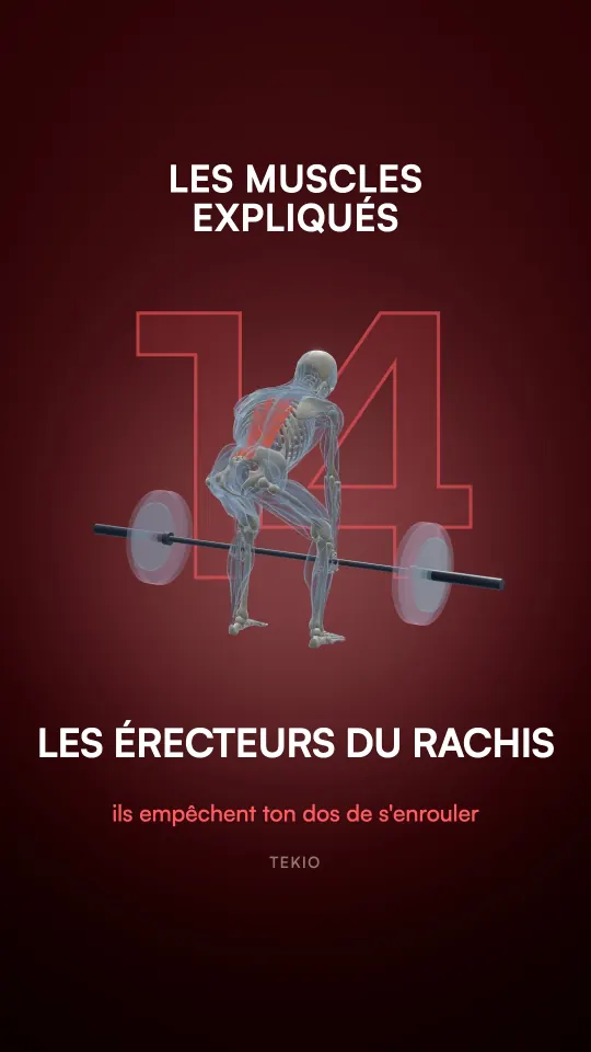 Couverture de la leçon : Les érecteurs du rachis
