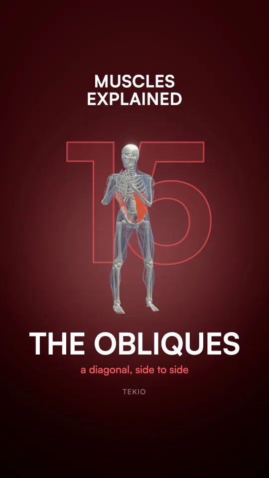 Lesson cover : The obliques