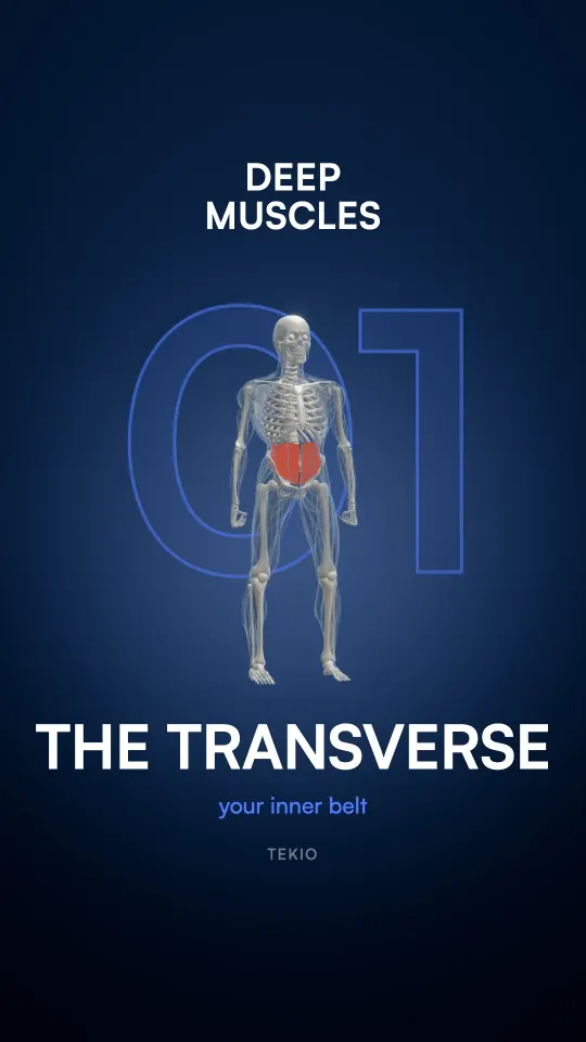 Lesson cover : The transverse abdominis