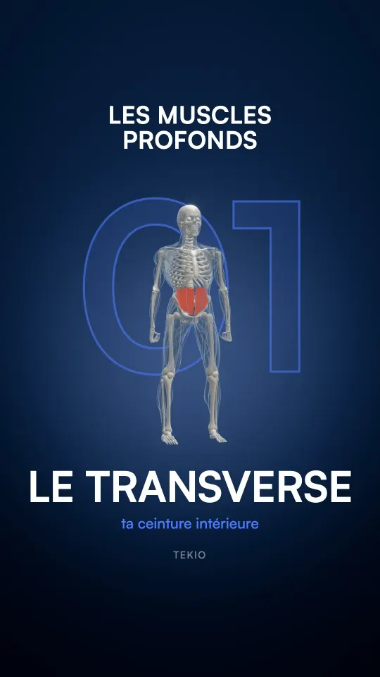 Couverture de la leçon : Le transverse