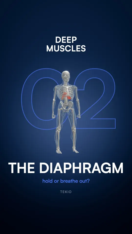 Lesson cover : The diaphragm