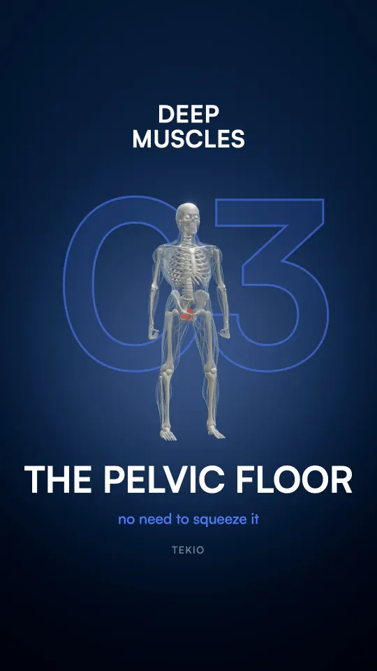 Lesson cover : The pelvic floor