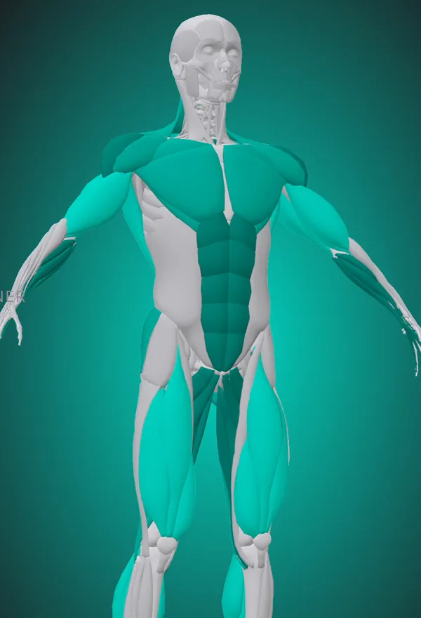Tekio’s 3D body showing Strength