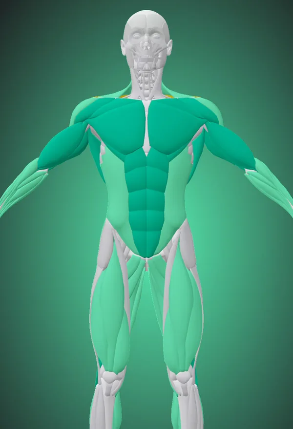Tekio’s 3D body showing Recovery