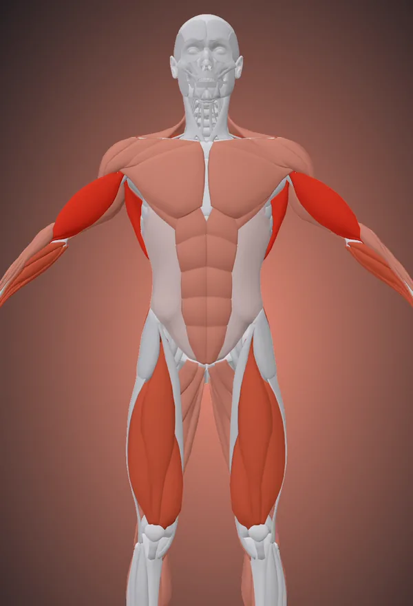Tekio’s 3D body showing Work