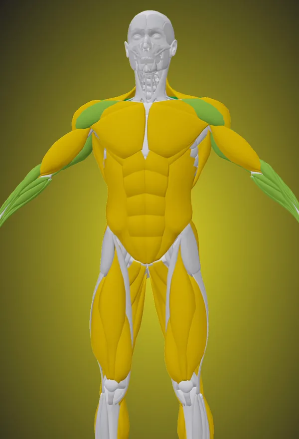Tekio’s 3D body showing Volume